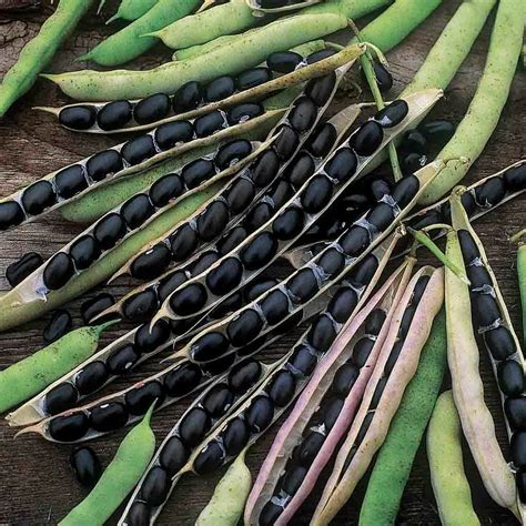 A Great Variety Of Beans Can Be Grown On Long Island 27 East