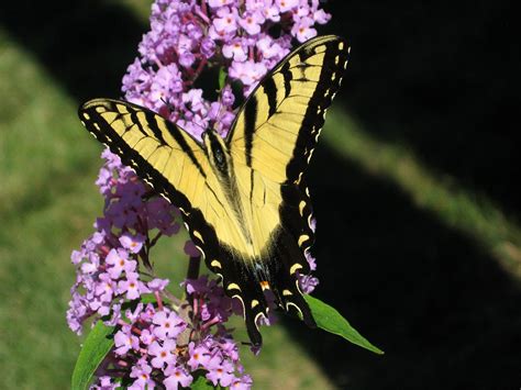 Tiger Swallowtail On Butterfly Bush Racine Wisconsin