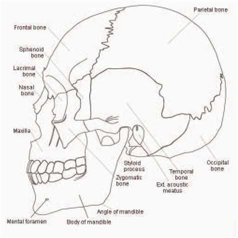 3 The Lateral View Of The Skull Download Scientific Diagram