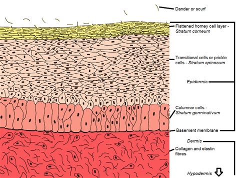 Chicken Skin Epidermis Basement Membrane Dermis