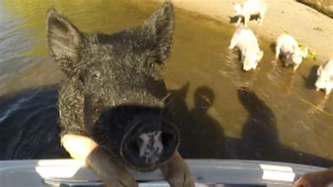 Pigs Can Fly Hogs Mysteriously Appear On Calif Island
