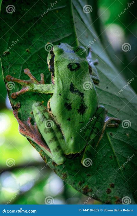 Little Green Frog Stock Photo Image Of Colors Frog 144194302