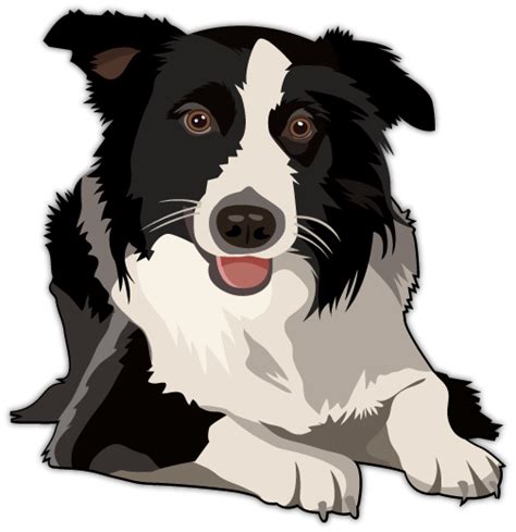 Border Collie Png Clipart