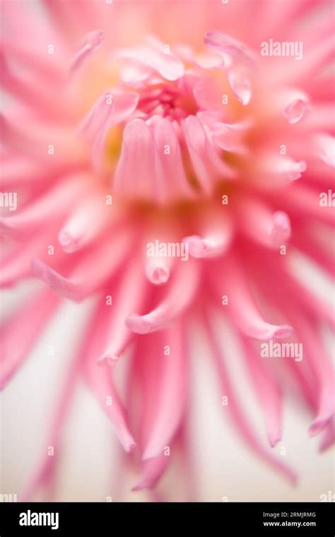 Extreme Close Up Of A Pink Dahlia Stock Photo Alamy