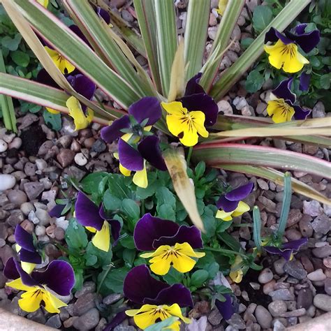 Viola Tricolor Heartsease Yellow Wild Pansy In Gardentags Plant