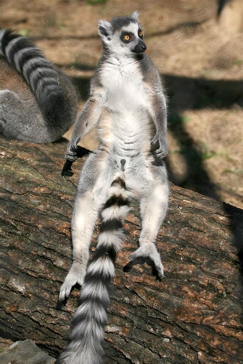 Ring Tailed Lemur 21 Kabacchi Flickr