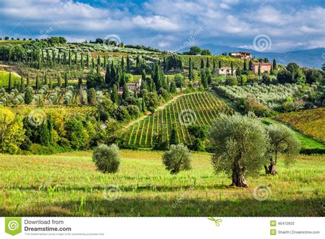 Olive Trees And Vineyards In A Small Village In Tuscany Stock Image