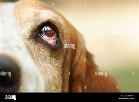 Basset Hound Eye Stock Photo Alamy