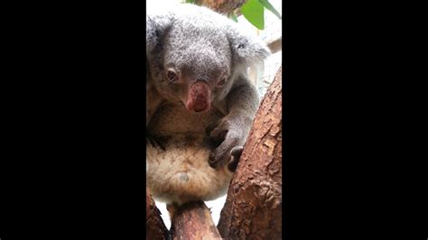 Geburtgeboortenaissancebirth Koala Goolara Zoo Duisburg©11 04 2015