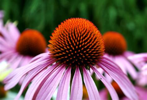 Coneflowers How To Plant Grow And Care For Echinacea The Old