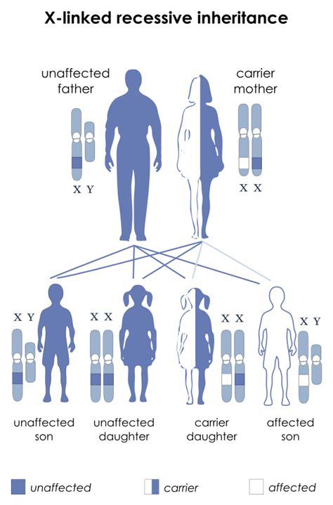 Difference Between Autosomes And Sex Chromosomes Pediaacom