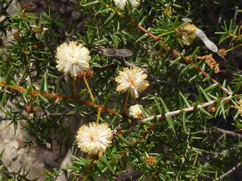 Acacia Ulicifolia Australian Plants Society