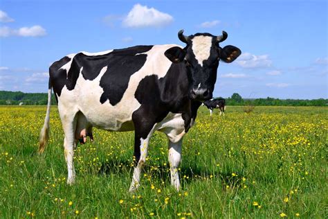 22 Things You Didnt Know About Cows