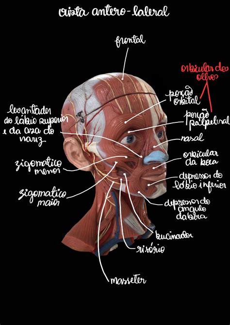 Anatomia De Cabeça E Pescoço