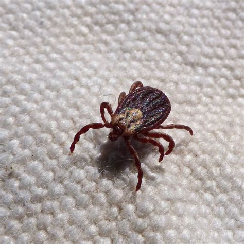 Discovered A New Kind Of Tick In The Us Prima Home Test
