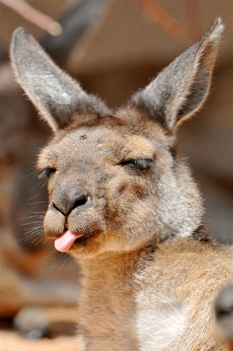 Rude Kangaroo I Just Caught This Kangaroo When She Was Flickr