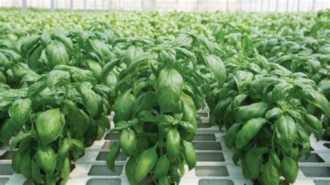 New Nutrient Supplement Optimizes Leafy Greens Growth Greenhouse Grower