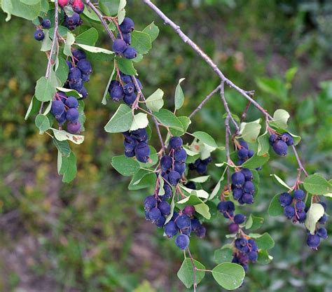 Check spelling or type a new query. List of Uncommon Cold Hardy Fruit Trees (Gardening Zones 3 ...