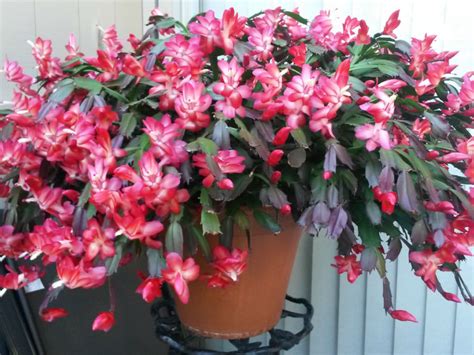 Patrick highlights the ease of doing this if we use the right tools. Christmas Cactus: The Beautiful Without Thorns ...