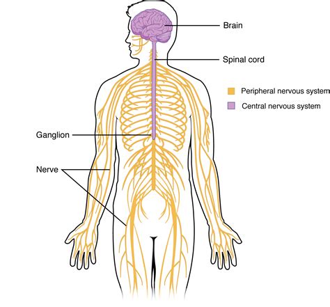 A central canal in the spinal cord carries cerebrospinal fluid, which provides for. 12.1 Structure and Function of the Nervous System ...