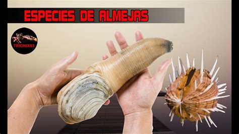 La Almeja Mas Grande Del Mundo Almejas Gigantes Youtube