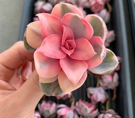 Top Colorful Succulents You Should Grow Birds And Blooms