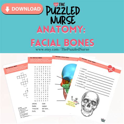 Anatomy Facial Bones Etsy