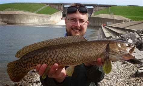 Ben Cantrells Fish Species Blog Indiana And Illinois River Fishing