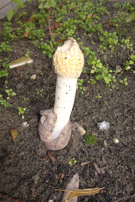 Phallic Mushroom Fungus Thomas Quine Flickr