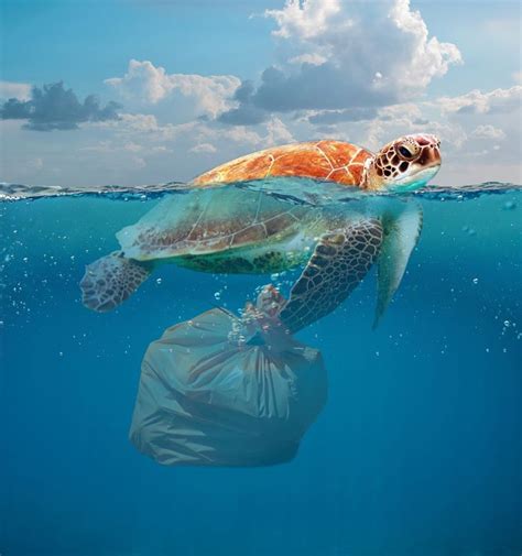 Plastik Im Meer Infos And Fakten Zu Plastikmüll Im Meer Plastik Vermeiden Plastik Im Meer