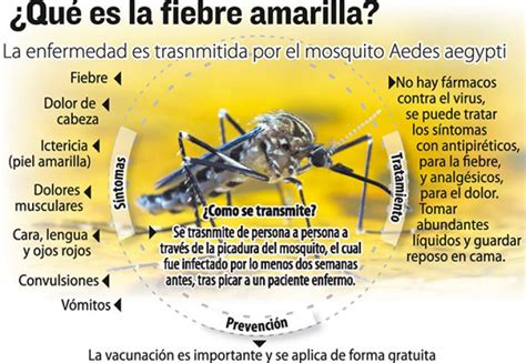 En general, los síntomas de la fiebre amarilla surgen entre el 3º y el 6º día después de la picadura del mosquito. Fiebre amarilla: El 90% de los misioneros está inmunizado ...