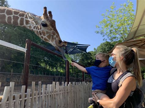 Giraffe Feeding Zoo Atlanta
