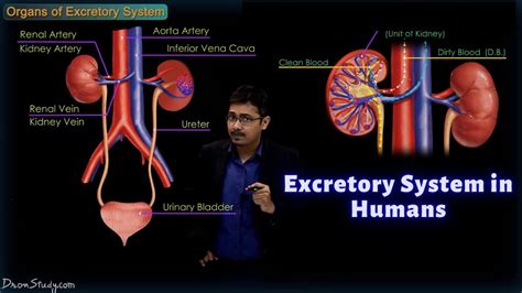Excretory System In Humans Cbse Class 10 Science Biology Toppr