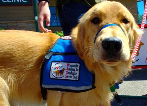 Service dog id card template inspirational fresh emotional support. Service animals and travel: Know the rules
