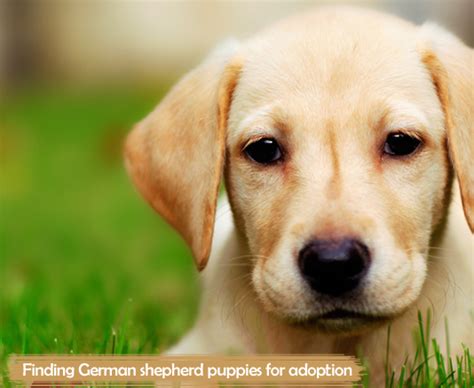 At this time, chs is only accepting online adoption applications for pets currently listed as available on the website. Finding German shepherd puppies for adoption