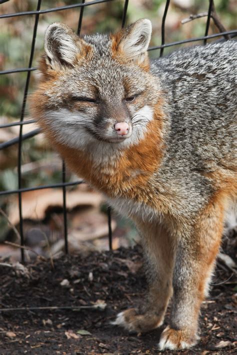 Grey Fox Mark Dumont Flickr