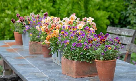 How To Plant Grow And Care For Violas And Pansies Sarah Raven