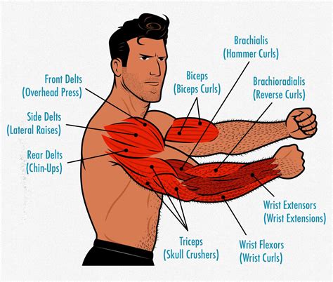 Arms Bodybuilding Exercises Chart