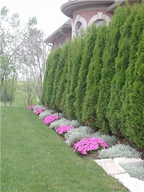 Awesome Fence With Evergreen Plants Landscaping Ideas 87 English