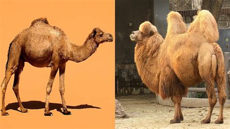 Comparing Dromedary And Bactrian Camels Youtube