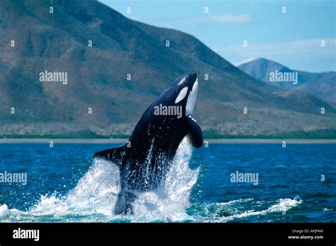 Endangered Species Canada British Columbia Orca Of Killer