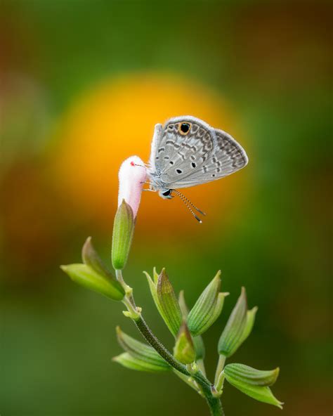 Ceraunus Blue Butterfly Fotoowl