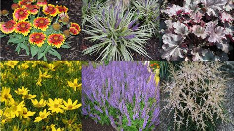 A Guide To Northeastern Gardening Best Long Blooming Perennials What
