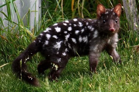 The Eastern Quoll Dasyurus Viverrinus Also Known As The Eastern