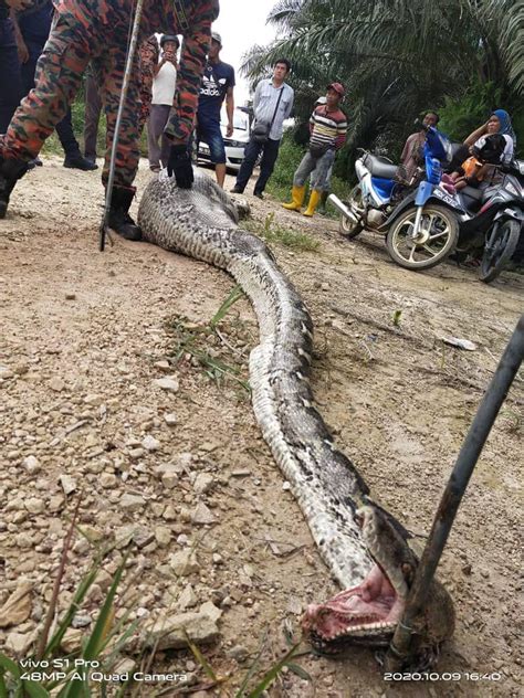 See full list on siraplimau.com Ular kenyang makan babi - Utusan Digital