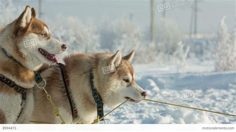 Siberian Husky Sled Dogs At Snowy Winter Stock Video