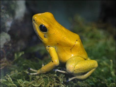 A Yellow Tree Frog In Jersey Flickr Photo Sharing