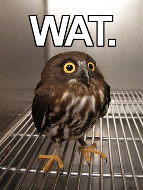 Owl Wat Know Your Meme