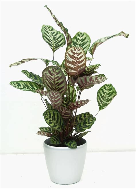 This will give the plants enough light to create all the energy they need and grow the best they can. 17 Best images about Easy to grow indoor plants on ...