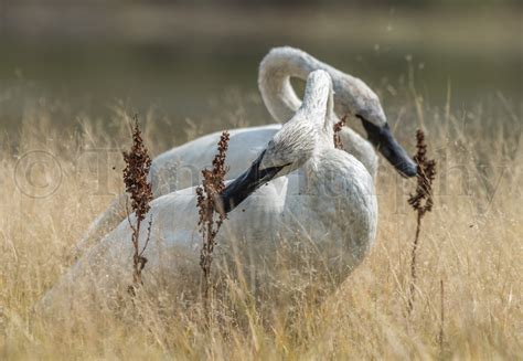 Trumpeter Swans Pair Feeding Tom Murphy Photography